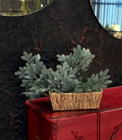 تصویر کاج شاخه کوتاه وینتیج 