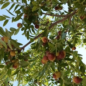 تصویر عناب خشک سایز متوسط بیرجند 500 گرمی(مستقیم از کشاورز) 