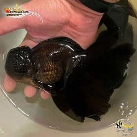 تصویر ماهی گلدفیش اوراندا جاینت فولمون بلک Goldfish Oranda Giant bofalo black