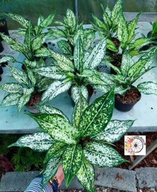 تصویر پک ۲۰ عددی آگلونما برفی 