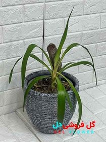 تصویر گیاه گلدانی یوکا 924 