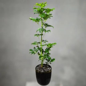 تصویر گیاه آپارتمانی شفلرا 