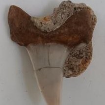 تصویر سنگ بلور فسیل دندان کوسه جواهر ایران-16 FOSSIL 