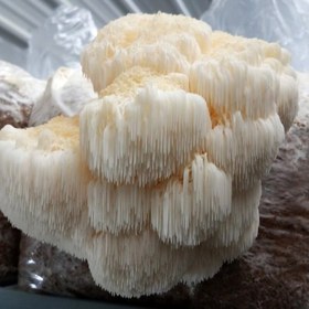 تصویر کمپوست قارچ یال شیر Lion's mane mushroom compost