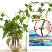 تصویر گیره نگهدارنده گل و سیم (بسته 10 عدد) 