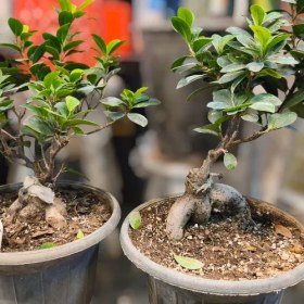 تصویر گیاه بنسای جنسینگ 