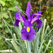 تصویر پیاز گل زنبق (پیازی) 