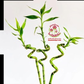 تصویر بامبو تایلندی وارداتی درجه دو 