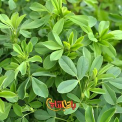 تصویر عرق یونجه 11833