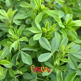 تصویر عرق یونجه 11833