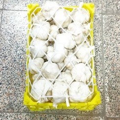 تصویر سیر همدان درجه یک 