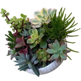 تصویر دیش گاردن ساکولنت میکس 