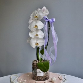 تصویر گلدان ارکیده 