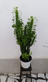 تصویر افوربیا سبز 