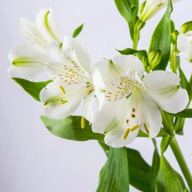 تصویر دسته گل آلسترومریا سفید 