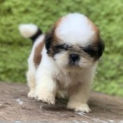 تصویر شیتزو عروسکی ماده وارداتی کد 091 