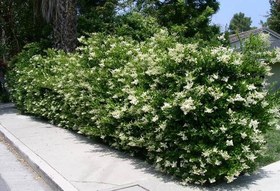 تصویر بذر درختچه دائم سبز یاس هلندی ا ligustrum texanum ligustrum texanum