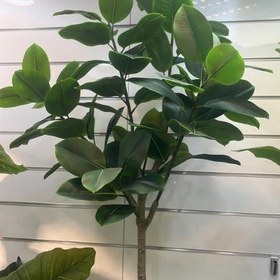تصویر درختچه مصنوعی فیکوس 