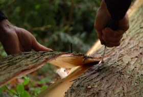 تصویر اسانس طبیعی چوب سدر (Cedar Wood Essential Oil) 