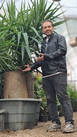 تصویر یوکا تنه ضخیم 