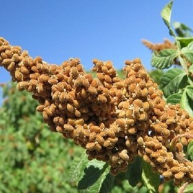 تصویر سماق خوشه ای (100گرم) 