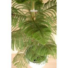 تصویر کاج مطبق 