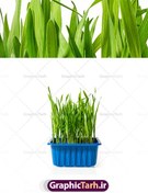 تصویر عکس سبزه در ظرف پلاستیکی 