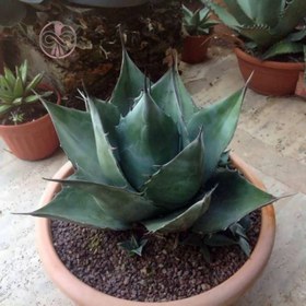 تصویر بذر کاکتوس آگاو پاراسانا 2 عددی 