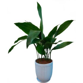 تصویر برگ عبایی 