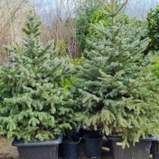 تصویر کاج نوئل سبز و آبی 