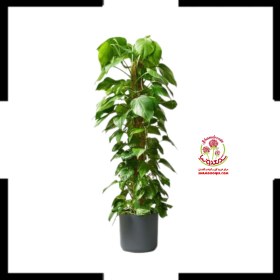 تصویر پیتوس سبز چوبدار 