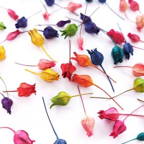 تصویر گل خشک جغجغه بسته 20 عددی 