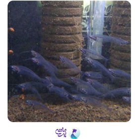 تصویر گلس فیش (شیشه ماهی) 5-6 سانت 