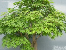 تصویر بسته ده عددی بذر درخت افرا سبز(Maple) 