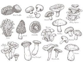تصویر طرح قارچ جنگلی. گیاهان پرنعمت، قارچ حکاکی. شامپینیون شیتاکه لوستر جدا شده، مجموعه وکتور مواد خوشمزه آشپزی. قارچ و لوستر، تصویر سبزی طرح خوراکی 