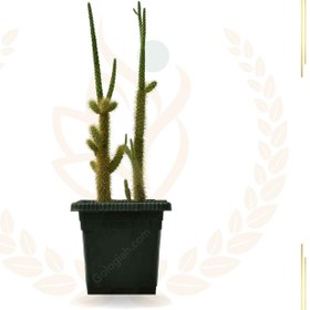 تصویر کاکتوس کویری تیغ سگی 