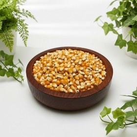 تصویر ذرت آمریکایی 