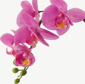 تصویر بوته گل ارکیده SMYCKA