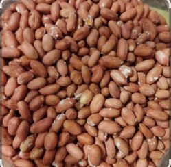 تصویر بادام زمینی آستانه اشرفیه تازه 