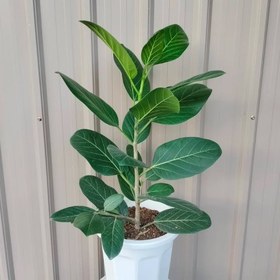 تصویر فیکوس هندی گیاهی ایده‌آل برای محیط‌های کم نور 