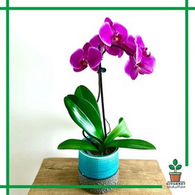 تصویر ارکیده | کد: ZNB-1ESN 