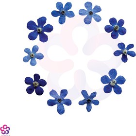 تصویر گل خشک شکوفه آبی 