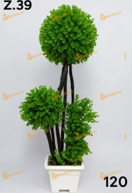 تصویر درختچه تزئینی بزرگ 