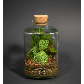 تصویر تراریوم برمودا 