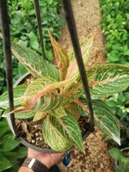 تصویر آگلونما قرمز Aglaonema hybrids