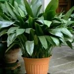 تصویر گیاه برگ عبایی سایز ۳ 