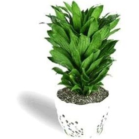 تصویر گیاه دراسنا 