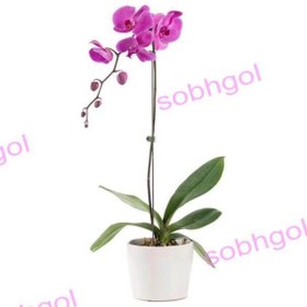 تصویر گل ارکیده تک شاخه ORK17 