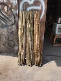 تصویر قیم نهال بامبو ۱۰۰۰۰ عددی ارتفاع ۱ متر Bamboo