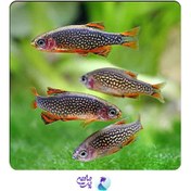 تصویر ماهی رازبورا گلکسی ۱ تا ۲ سانتی متر (۵ عددی) 